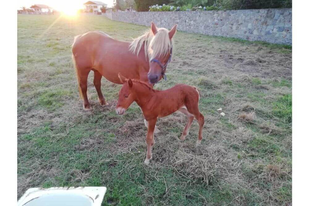 Animales turismo activo Las Llábanas, Apartamentos Turísticos rurales en Oviñana Cudillero